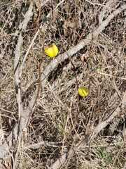 Solanum palinacanthum