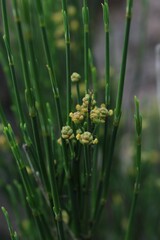 Ephedra chilensis