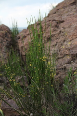 Ephedra chilensis