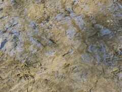 Characiformes