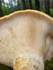 Lactarius scrobiculatus