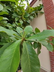 Terminalia catappa