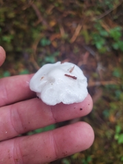 Leucocybe connata