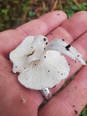 Leucocybe connata