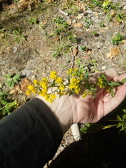 Solidago puberula