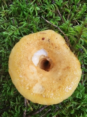 Lactarius scrobiculatus