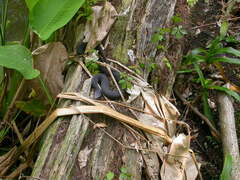 Nerodia fasciata pictiventris