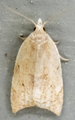 Coelostathma discopunctana