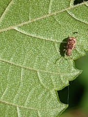 Pseudoedophrys hilleri