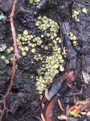 Podophacidium xanthomelum