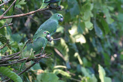 Amazona ochrocephala