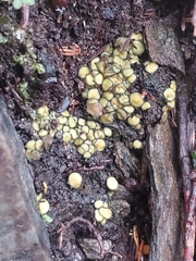 Podophacidium xanthomelum