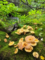 Lactarius scrobiculatus