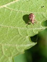 Pseudoedophrys hilleri