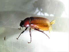 Phyllophaga