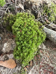 Atrichum altecristatum