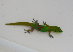 Phelsuma laticauda
