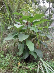 Goeppertia latifolia