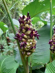Goeppertia latifolia