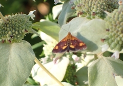 Pyrausta orphisalis
