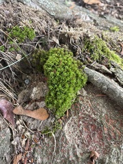 Atrichum altecristatum