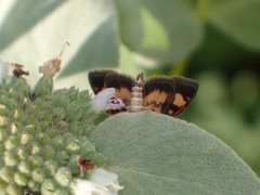 Pyrausta orphisalis