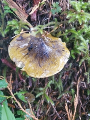 Tricholoma subsejunctum