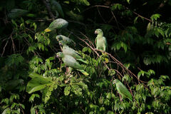 Amazona farinosa