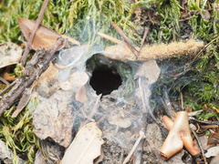 Calisoga longitarsis