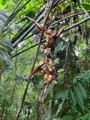 Heliconia platystachys