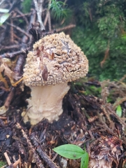 Amanita augusta