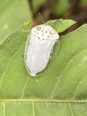 Physonota