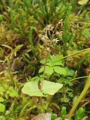 Neottia cordata