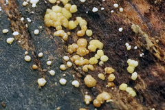 Trichoderma gelatinosum