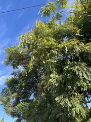Cassia leptophylla