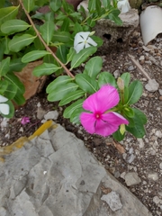 Catharanthus roseus
