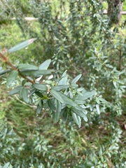 Correa glabra