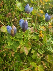 Gentiana platypetala