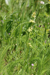 Penstemon confertus