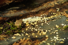 Trichoderma gelatinosum