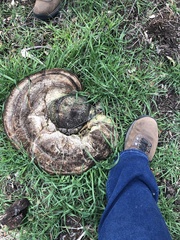Ganoderma