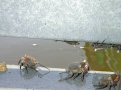Aratus pisonii