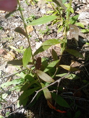 Solidago puberula
