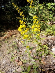 Solidago puberula