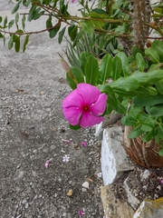 Catharanthus roseus