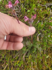 Pedicularis ornithorhynchos