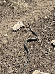Pituophis catenifer deserticola