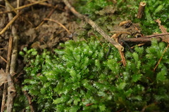 Fissidens taxifolius