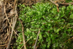 Fissidens taxifolius