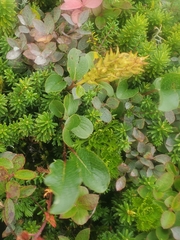 Salix stolonifera
